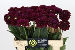 Dahlia Black Fox 60cm