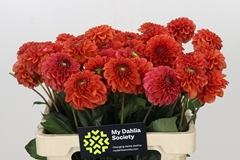 Dahlia Orange Fox 60cm