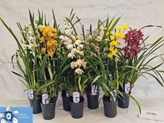Cymbidium Mixed 14Ø 70cm 2st