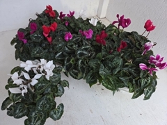 Cyclamen Super Serie Carino 10Ø 25cm
