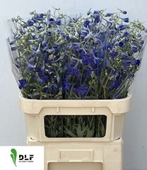 Delphinium Single Volkerfrieden 80cm
