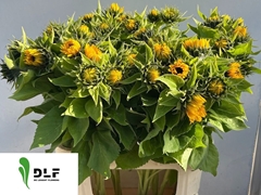 Helianthus Sunrich Orange 80cm 4cm Hd