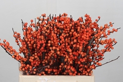 Ilex Verticillata Winter Gold 40cm