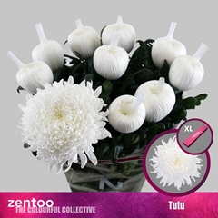 Chrysanth Single Tutu 70cm 105gr.