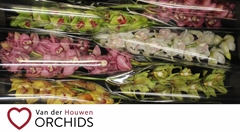 Cymbidium Mix 80cm