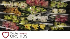 Cymbidium Mix 50cm