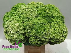 Hydrangea Royal Highness Classic 60cm 18-20cm Hd