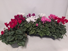 Cyclamen Persicum Macaron 10Ø 23cm