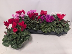 Cyclamen Persicum Macaron 10Ø 21cm