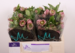 Helleborus Bella Belles 35cm