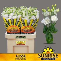 Eustoma Double Alissa Pure White 70cm