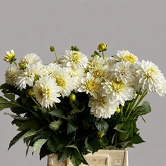 Dahlia Snow Cap 55cm