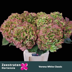 Hydrangea White Verena Classic 65cm 19-21cm Hd