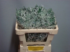 Jacobaea Senecio Maritima 45cm