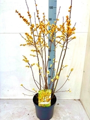 Ilex Verticillata 23Ø 100cm