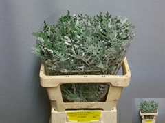 Jacobaea Senecio Maritima 50cm