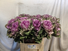 Brassica Rigel 70cm