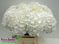 Hydrangea White Verena 60cm 16-18cm Hd