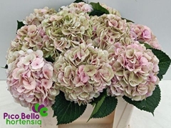Hydrangea My Beautiful Vienna Classic 50cm 14-16cm Hd