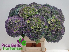 Hydrangea Royal Parade Classic 90cm 22-24cm Hd
