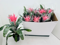 Aechmea Fasciata Primera 12Ø 40cm