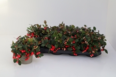 Gaultheria Big Berry 12Ø 25cm