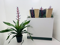 Aechmea Blue Rain 15Ø 80cm