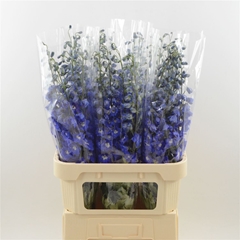 Delphinium Double Dev Navy Blue 80cm