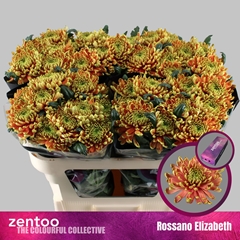Chrysanth Single Rossano Elizabeth 70cm 80gr.