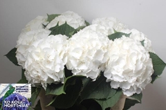 Hydrangea White Verena 70cm 20-22cm Hd