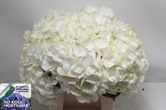 Hydrangea White Verena 40cm 17-19cm Hd