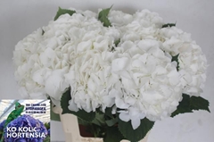 Hydrangea White Verena 60cm 20-22cm Hd