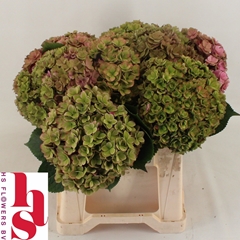 Hydrangea Royal Kiss Classic 40cm 16-18cm Hd