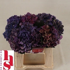 Hydrangea Royal Opera Classic 40cm 13-15cm Hd