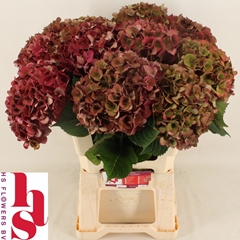 Hydrangea Mon Amour Classic 60cm 18-20cm Hd