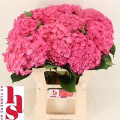 Hydrangea Royal Kiss 60cm 18-20cm Hd