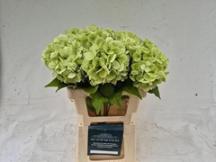 Hydrangea Blizzard Classic 60cm 16-18cm Hd