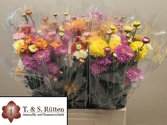 Chrysanth Spray Mix 65cm 75gr.