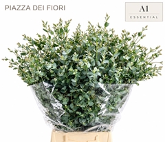 Eucalyptus Gunnii Per Bunch 70cm 300gr.