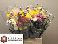 Chrysanth Spray Mix 65cm 80gr.