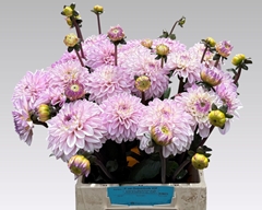 Dahlia Espacio 50cm