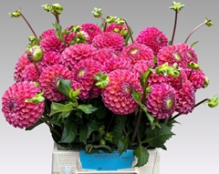 Dahlia Caitlin's Joy 50cm