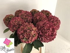 Hydrangea Elbtal Classic 80cm 22-24cm Hd