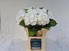 Hydrangea Schneeball 60cm 15-17cm Hd