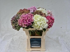 Hydrangea Mix 60cm 16-18cm Hd