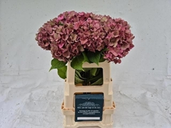 Hydrangea Rodeo Red Classic 60cm 15-17cm Hd