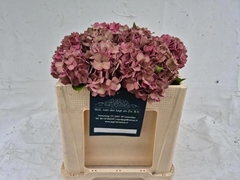 Hydrangea Rodeo Red Classic 50cm 13-15cm Hd