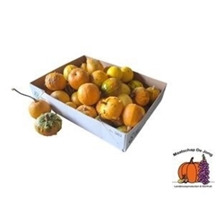 Cucurbita Pepo Mix 7cm