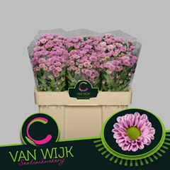 Chrysanth Santini Fabiani Pink 50cm 24gr.