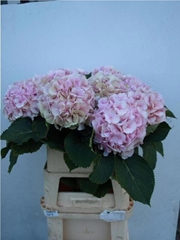 Hydrangea Verena Classic 80cm 20-22cm Hd